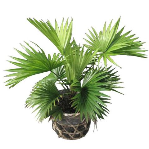 CÂY KÈ NHẬT CẢNH SIÊU ĐẸP, THANH LỌC KHÔNG KHÍ - bầu cây giống