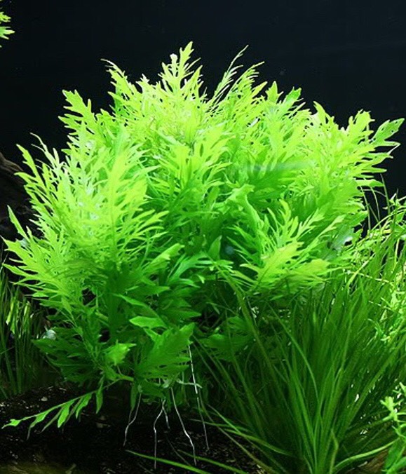 Thủy Cúc 11 ngọn Cây thuỷ sinh cắt cắm