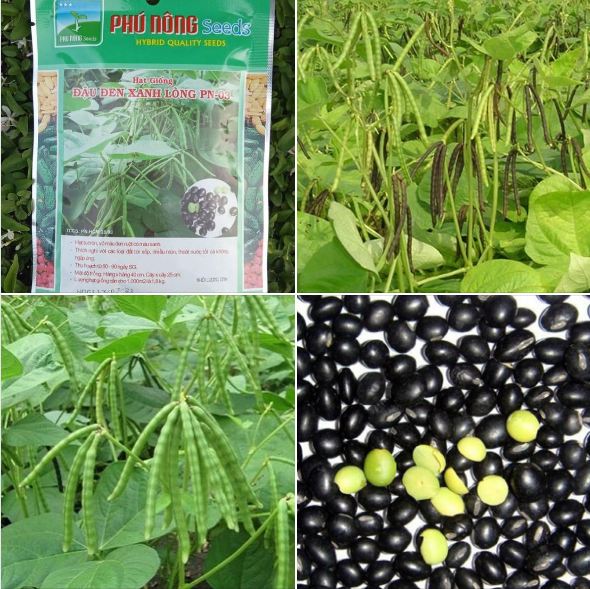 "Gói 100Gram "Hạt giống đậu đen xanh lòng