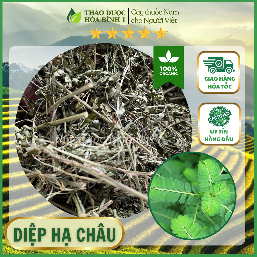 Diệp hạ châu(lá chó đẻ răng cưa) 1kg khô thơm sạch.