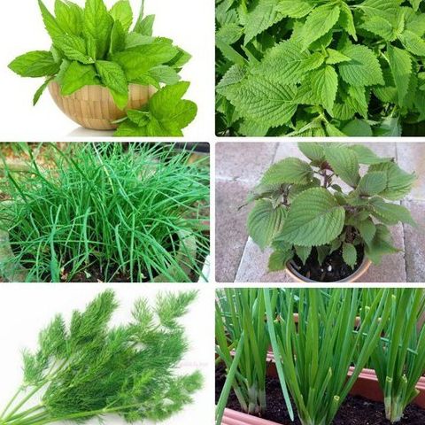 Combo 6 gói hạt giống rau gia vi các loại - tặng 1 phân bón