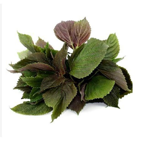 BỘT LÁ TÍA TÔ ( BỘT TÍA TÔ) 500GR