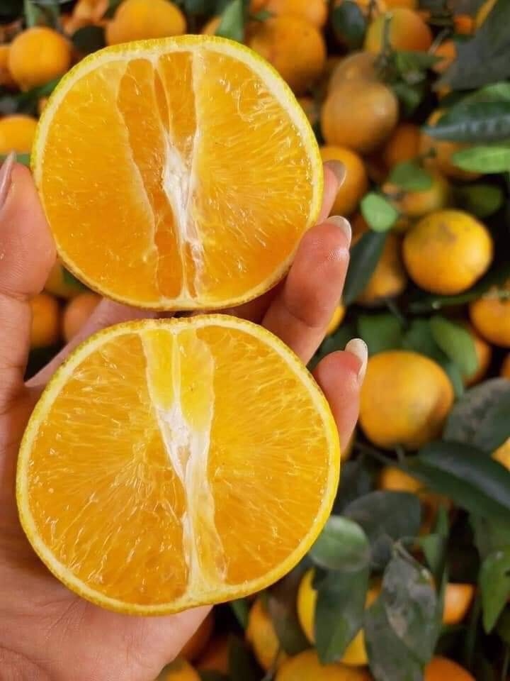 CÂY GIỐNG CAM Valencia V2 SIÊU NGON