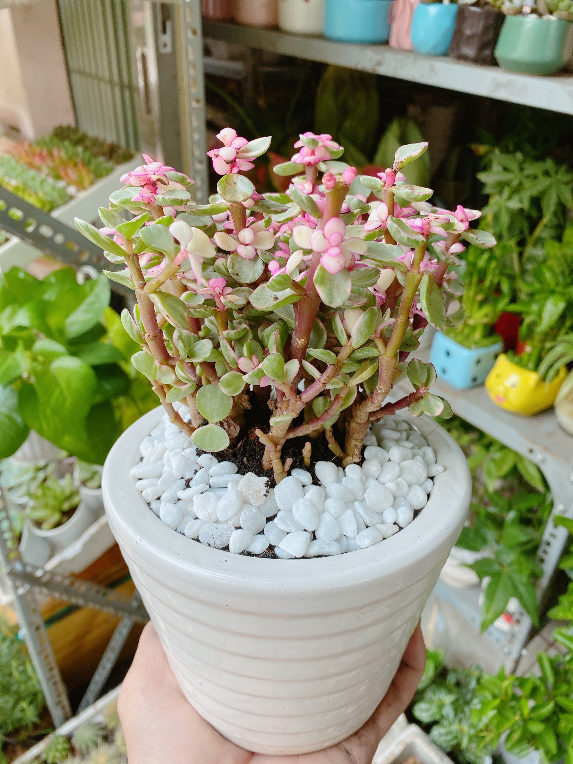 Cây Cành Vàng Lá Ngọc Chậu Sứ