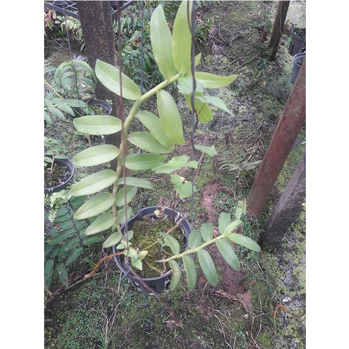 [HCM]Cây lan giả ASA [cây trưởng thành ] -ưu tiên ai mua trước được cây cao  cây đẹp