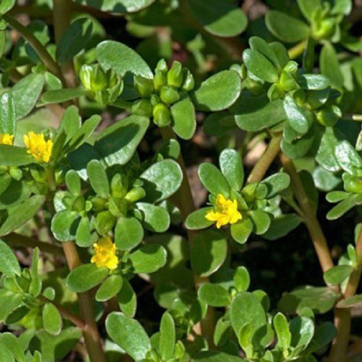 Hạt giống rau sam - gói 0.2gram