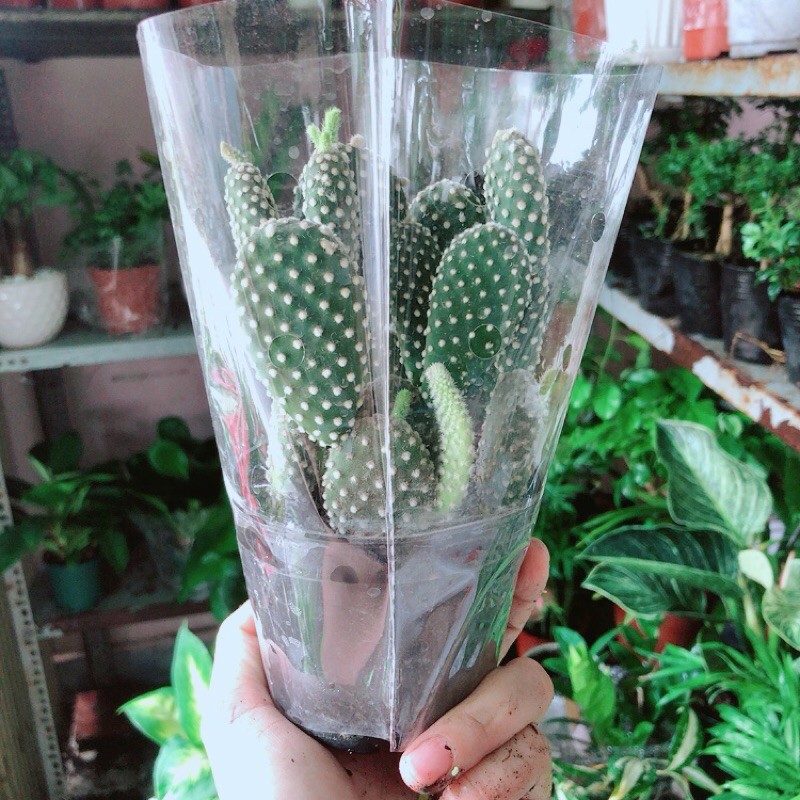[HCM]Xương Rồng Tai Thỏ Trắng