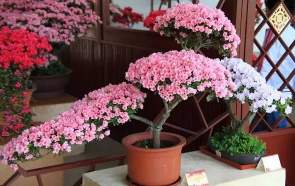 CÂY GIỐNG HOA ĐỖ QUYÊN NHẬT BẢN ĐỦ MÀU(10 MÀU)
