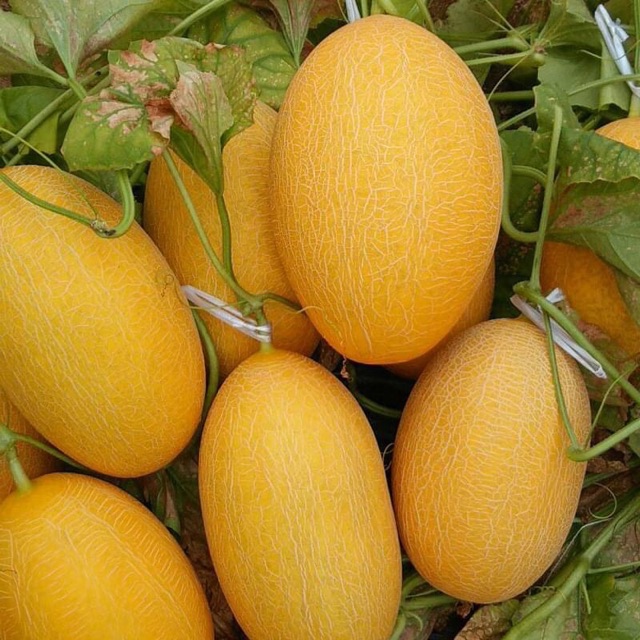 Hạt Giống Dưa Lưới Hami Vỏ Vàng
