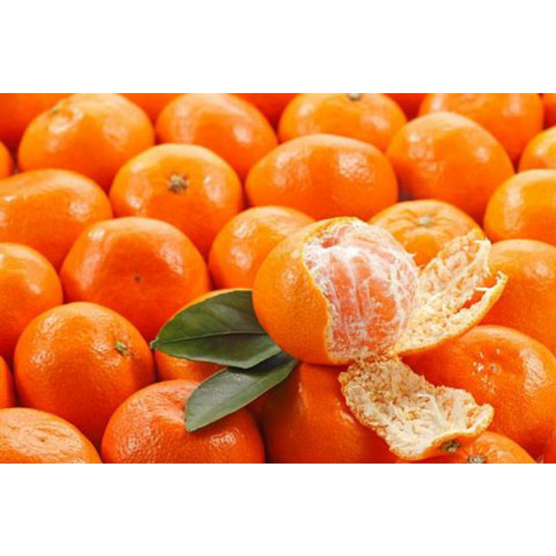 Cây giống Quýt Mỹ lùn [ Siêu trái ]. ( chuyên cây giống có bảo hành)