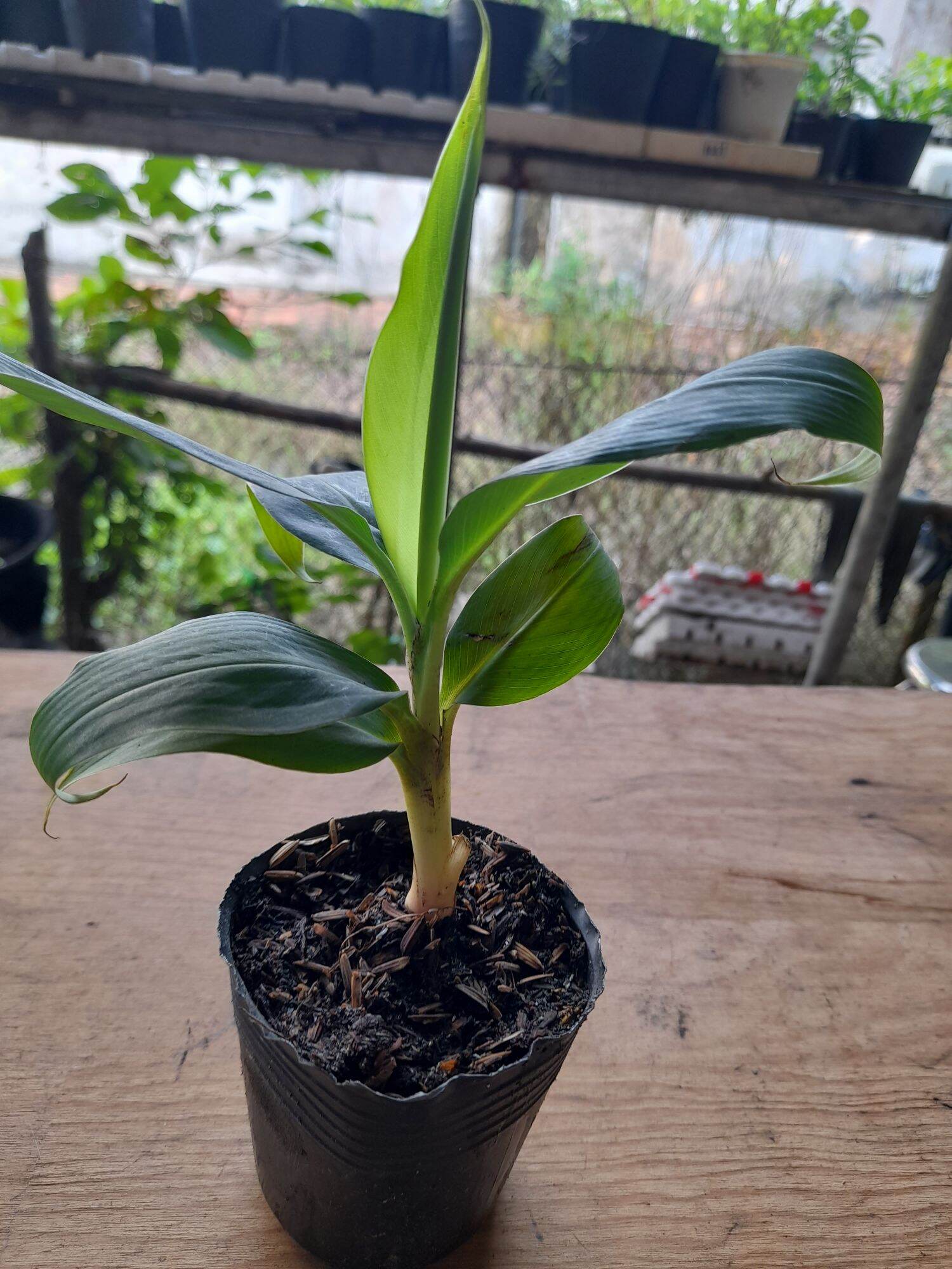 Chuối già LaBa (cây giống SaDec)