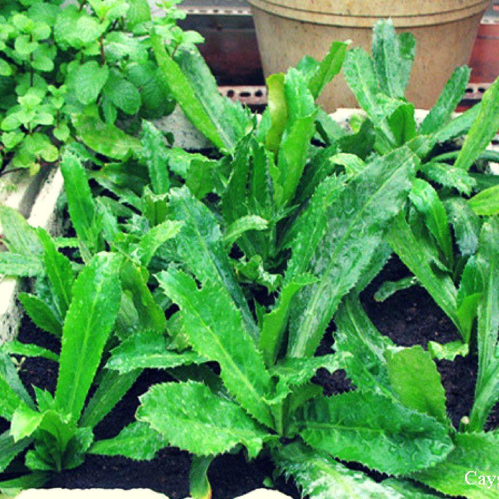Hạt Giống Rau Ngò Gai (Ngò Tàu) Dễ Trồng, Sinh Trưởng Mạnh
