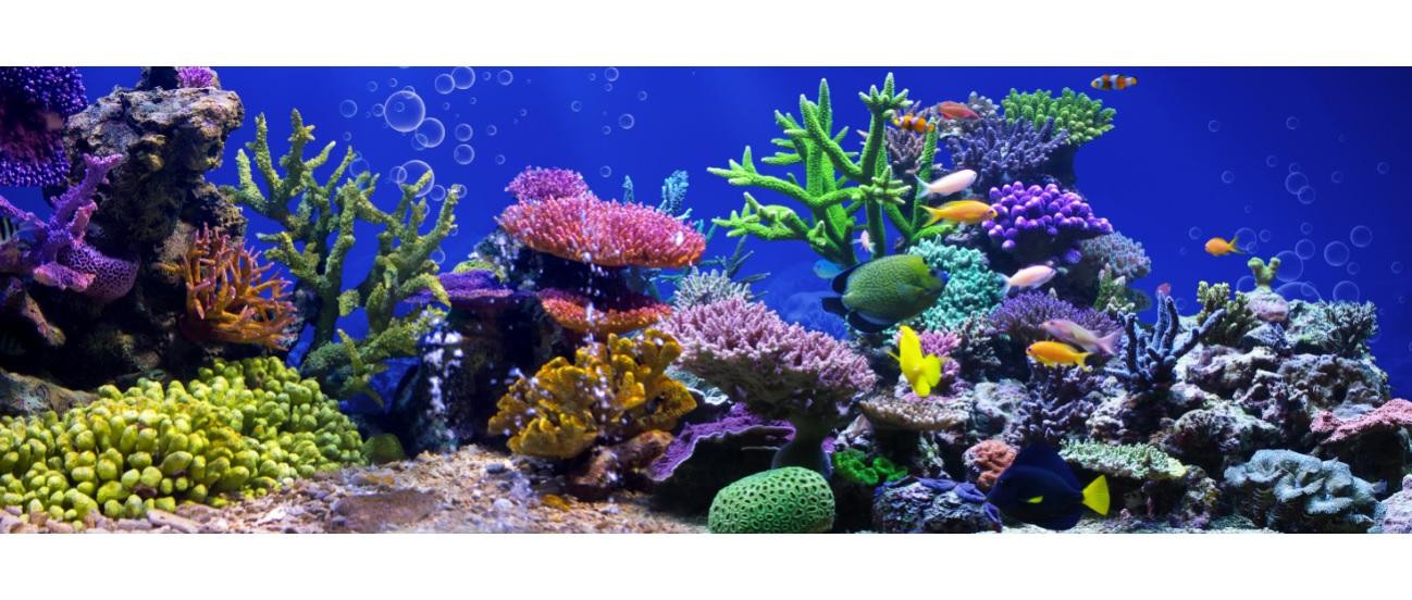 Tranh phông nền VTC dán hồ cá, bể thủy sinh Aqua_044 KT 120 x 60 cm