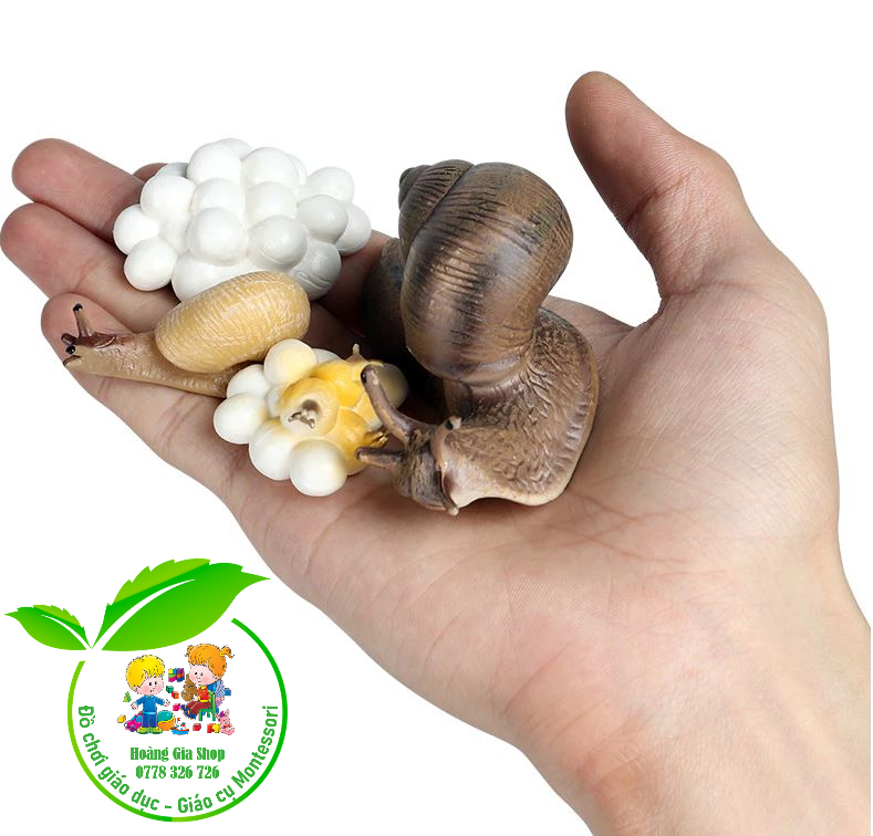 Mô hình vòng đời của ốc sên - Snail Life Cycle