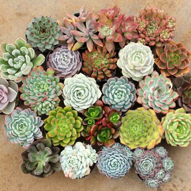 5h Hạt Giống Sen Đá Mỹ Mix Mini - TaNe Garden