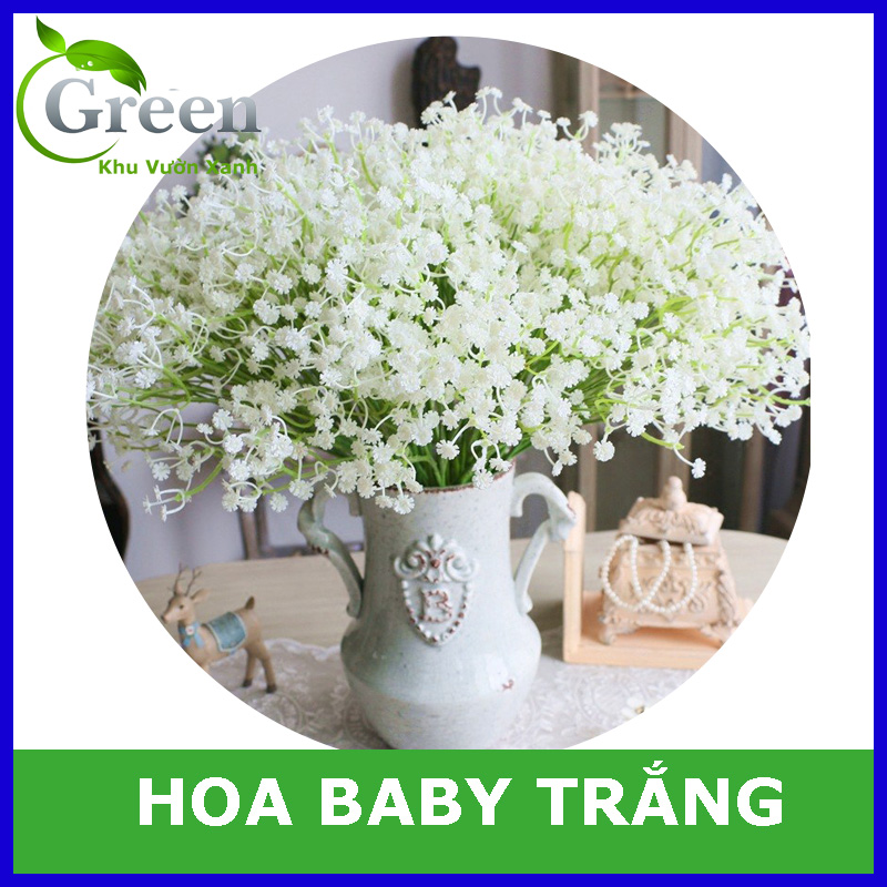 Hạt Giống Hoa Baby Trắng Thích Hợp Trồng Chậu, Cắt Cành