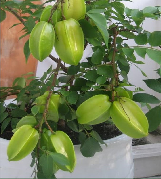 Hạt giống cây khế chua - 5 hạt/gói