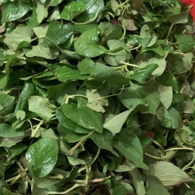 Bột diếp cá sấy lạnh 500g