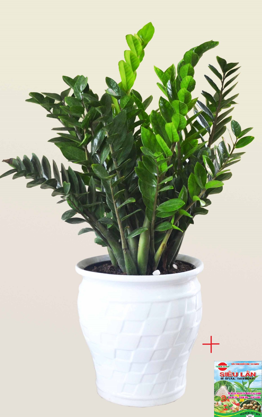 Chậu cây KIM TIỀN size to