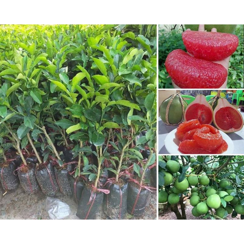 Cây giống bưởi ruby thái lan_trung tâm cây giống eakmat tây nguyên
