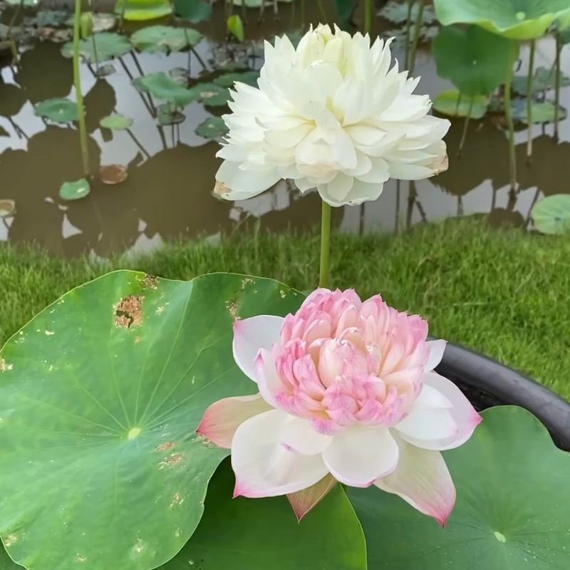 HOA SEN THÁI: SUPER LOTUS [Siêu Giảm Giá]
