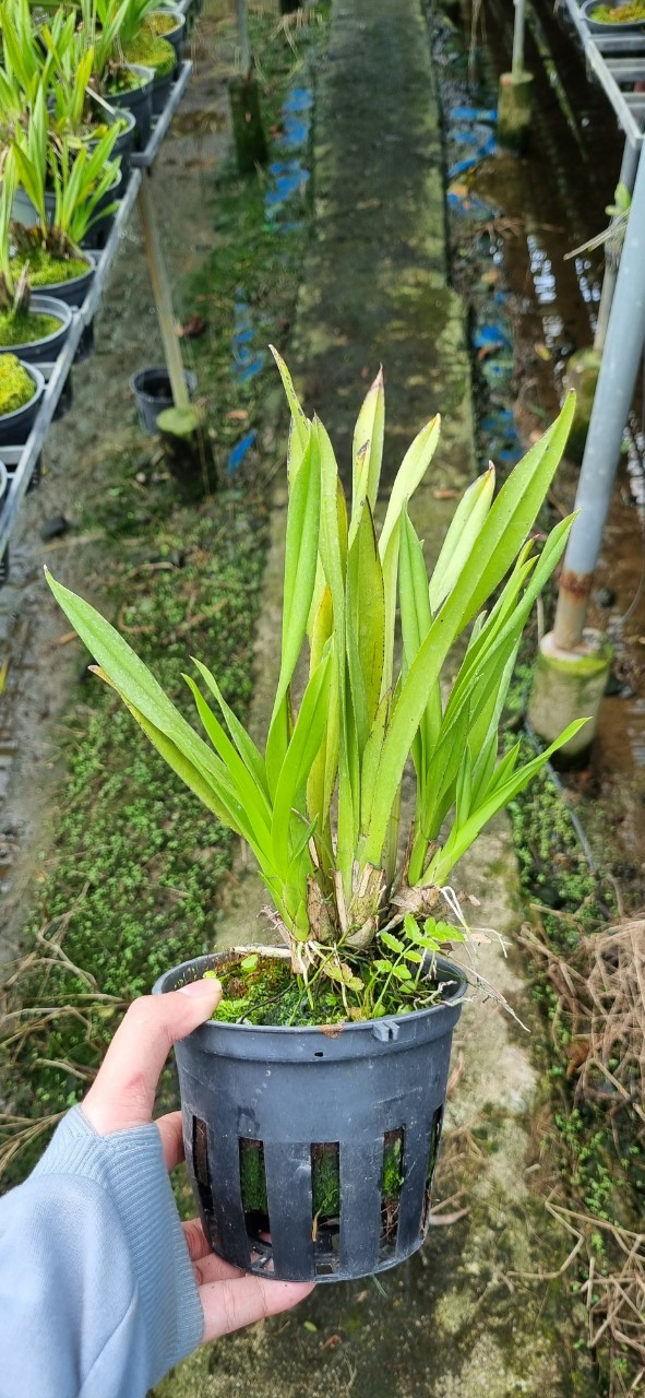 HOA LAN VŨ NỮ TIỂU THẦN TIÊN ĐỔI MÀU