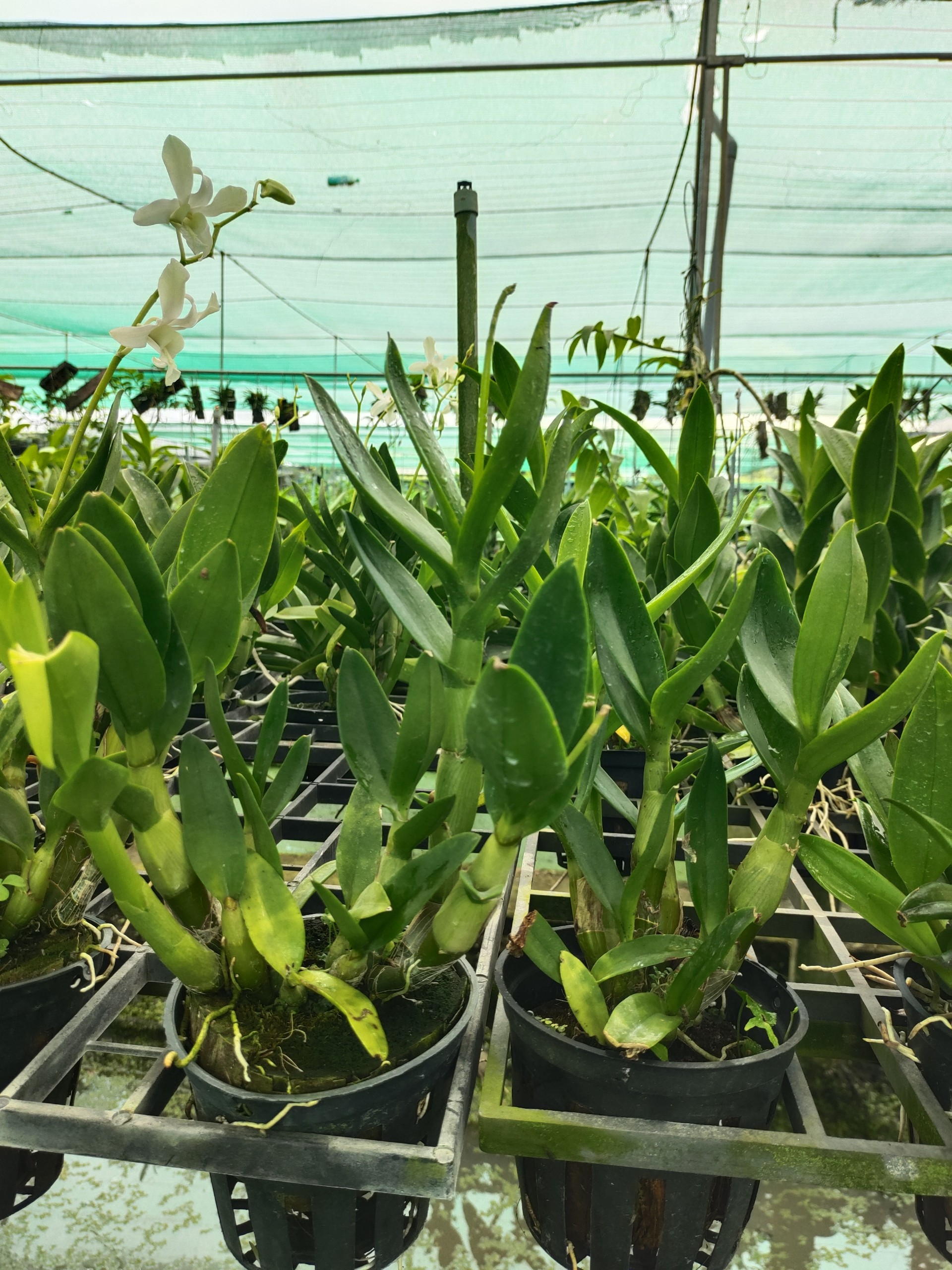 HOA LAN Dendro thỏ trắng hương thơm, cây đẹp