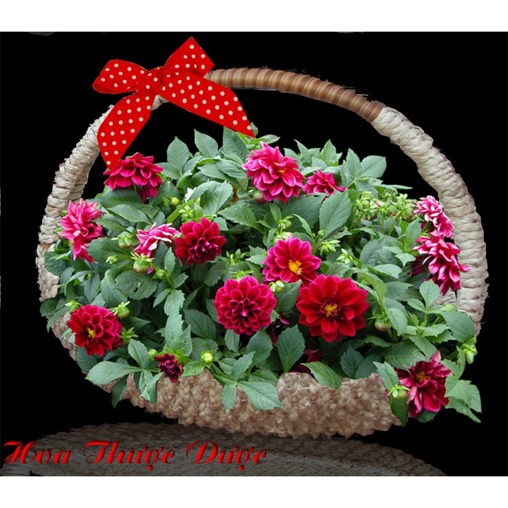 [Gói 100 Hạt] Hạt Giống Hoa Thược Dược Lùn Mix Đủ Màu