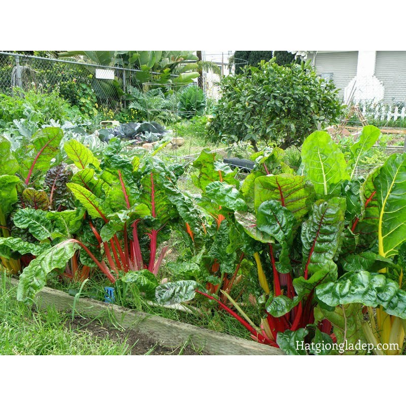 Hạt Giống Cải Ngũ Sắc -20 Hạt