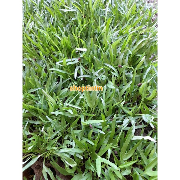 Combo 10 Bụi cây giống rau muống hạt ươm vỉ ( chỉ giao hỏa tốc tp Hcm)