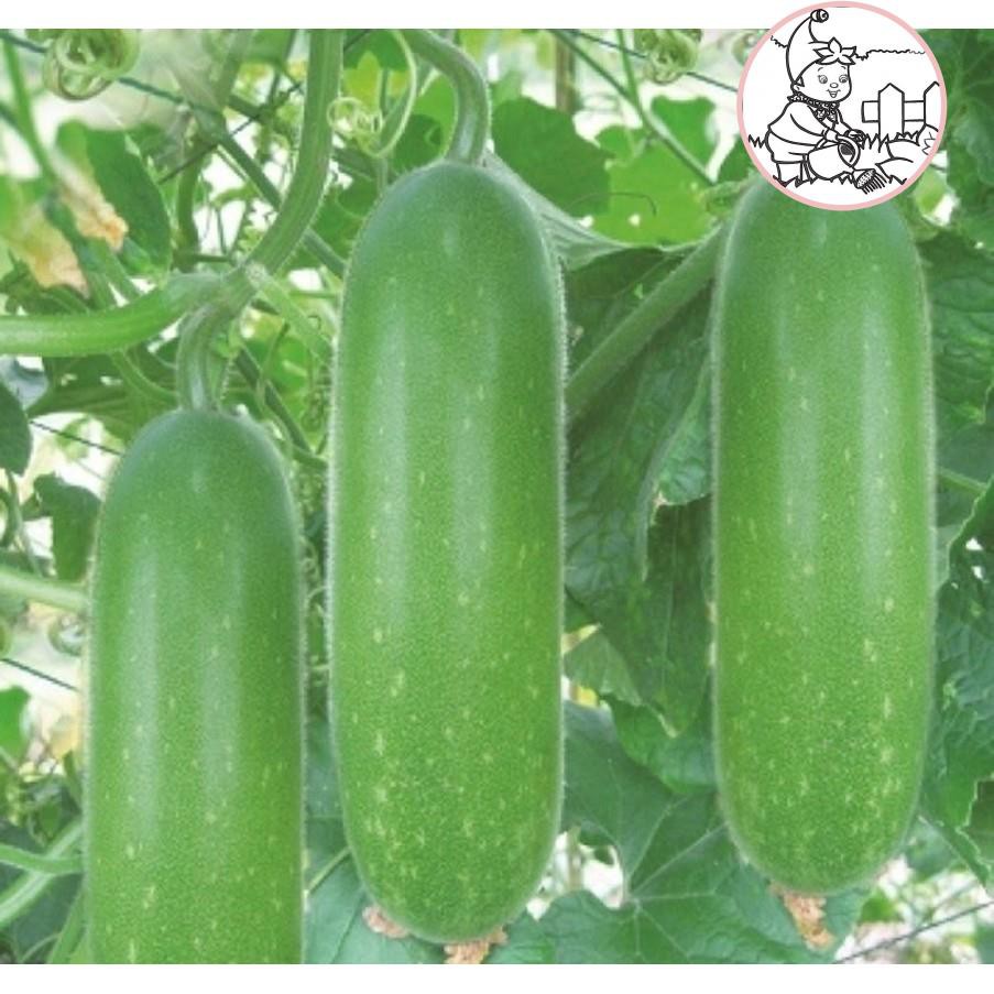 Hạt bí đao chanh - gói 1 gram