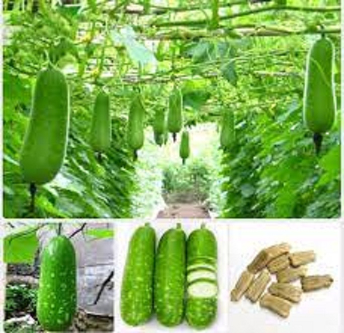 Hạt giống bầu lai siêu trái-hạt nãy mầm đều-20 hạt