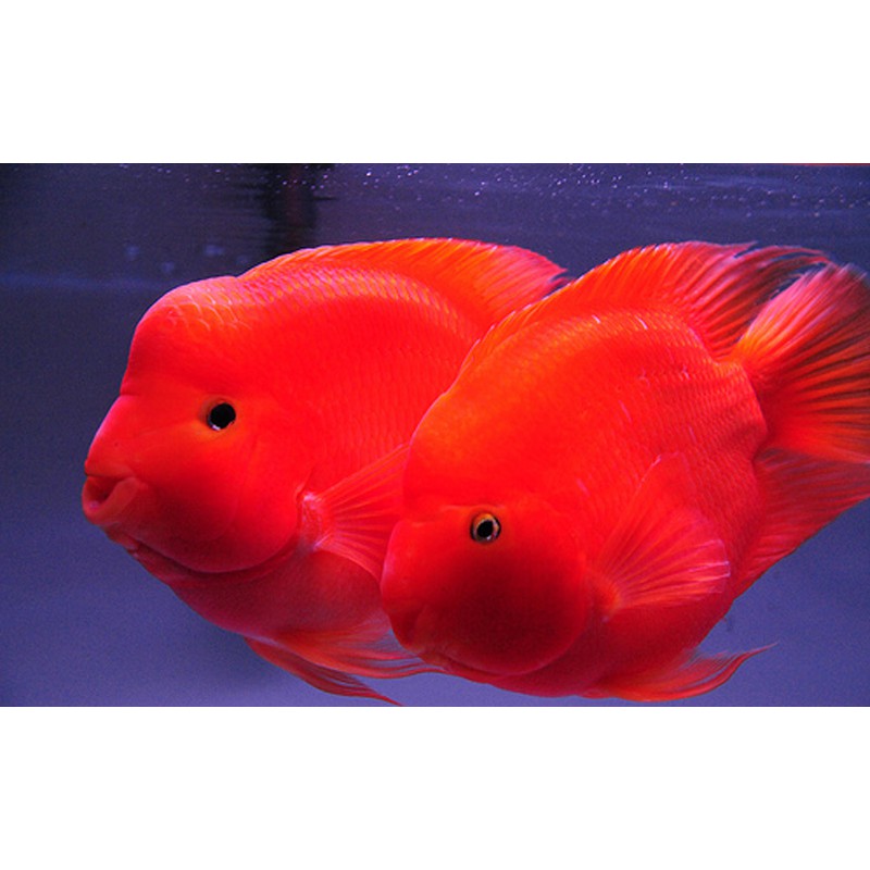 Carophyll Chất tạo màu Đỏ Vàng cho cá cảnh - BETTA COFFY