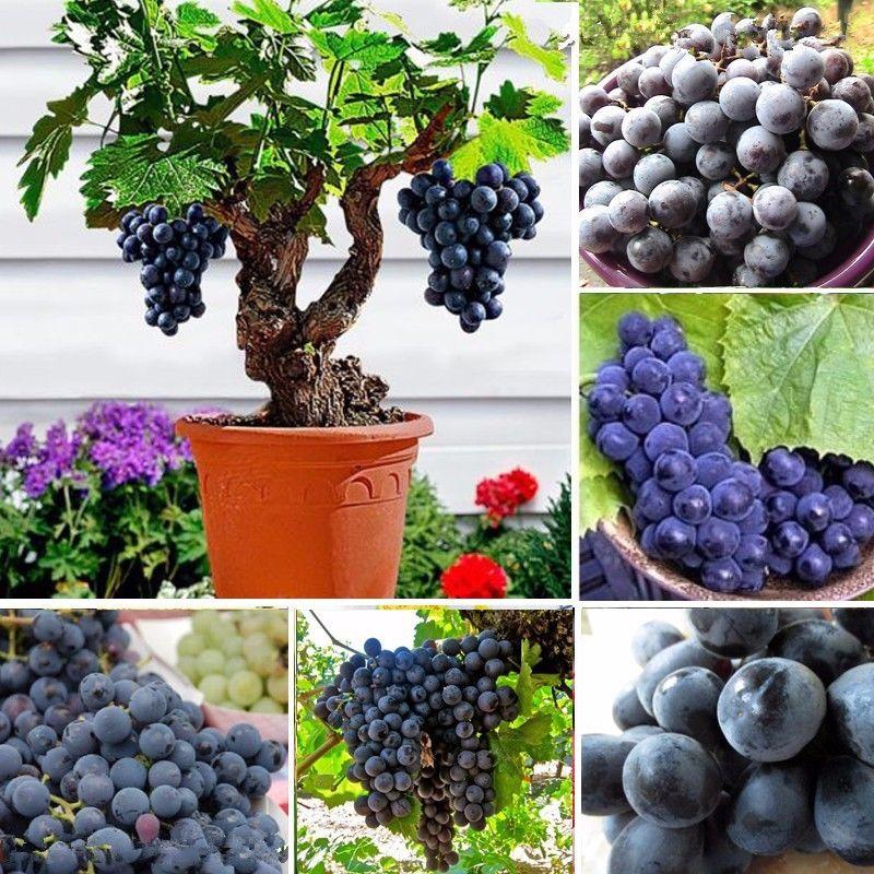 Dwarf grape seeds - Sale Off