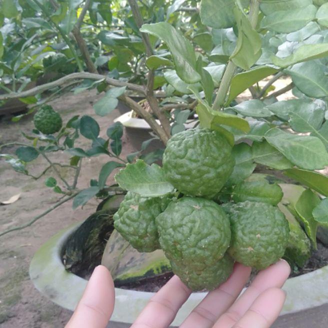 [Học Viện Nông Nghiệp I] Cây chúc combo 3 cây