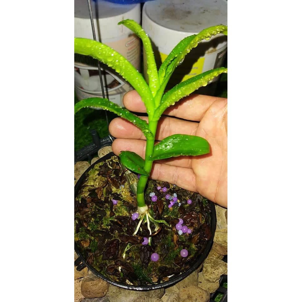 Cây giống hoa lan Cửu Long Cao Phong ( hàng nhân kie 15-25cm)