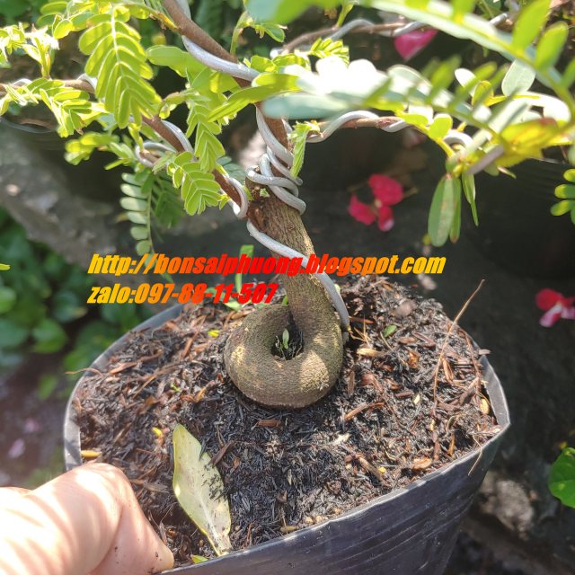 cây me bonsai mini