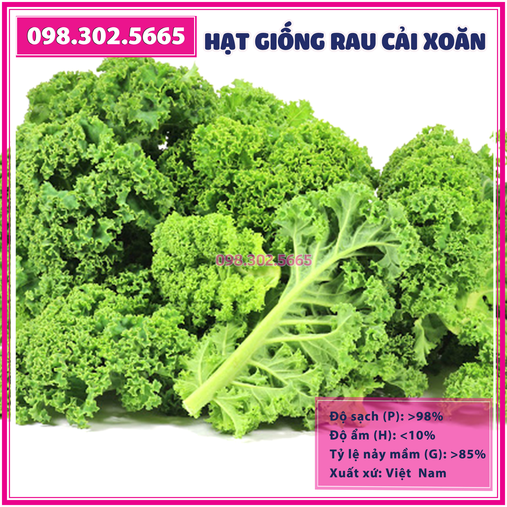 Hạt giống rau cải lá xoăn kale - gói 2 gam - hạt giống chất lượng