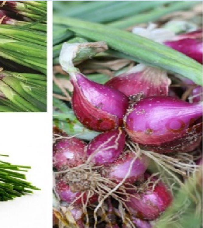High Yield Red Onion Seeds 2Gr/Package