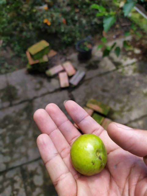 Cây giống Ổi Lá Kim - ổi sẻ (trái khi chín rất thơm ngon) - CayGiongTot