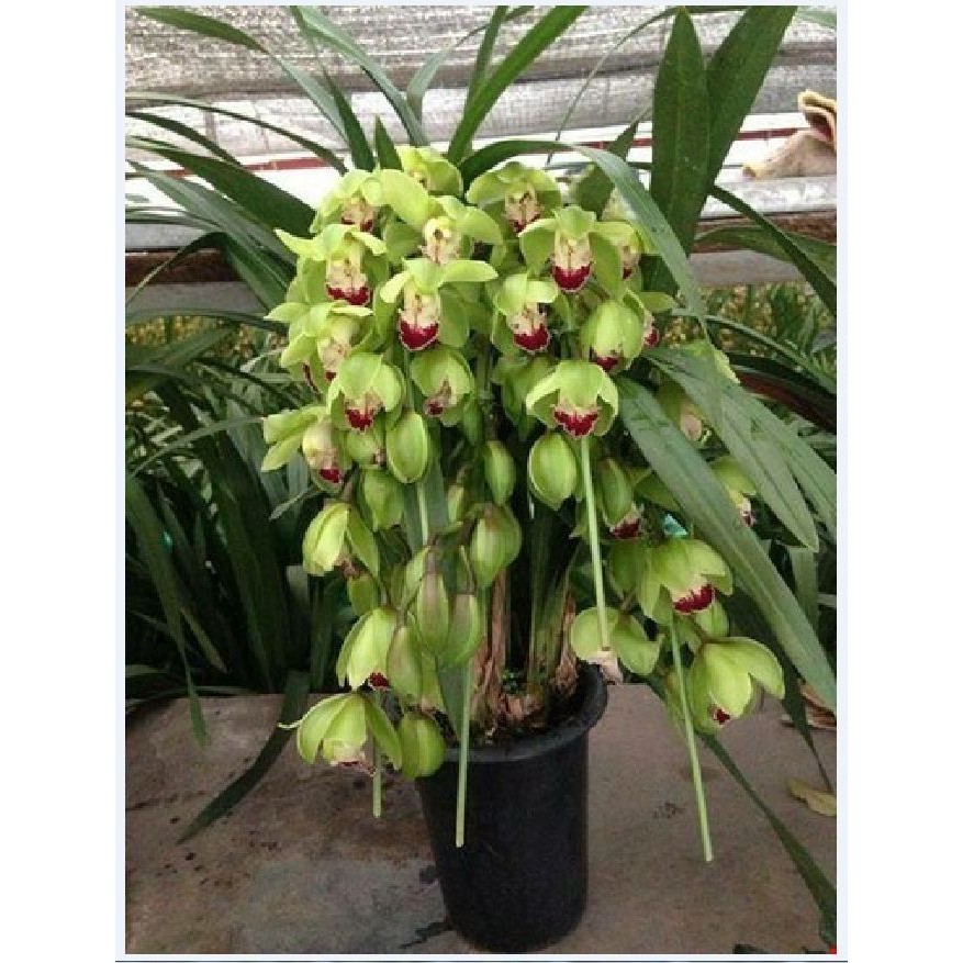 Củ Giống Hoa Địa Lan Santo hoa màu Xanh ( 1 củ  )