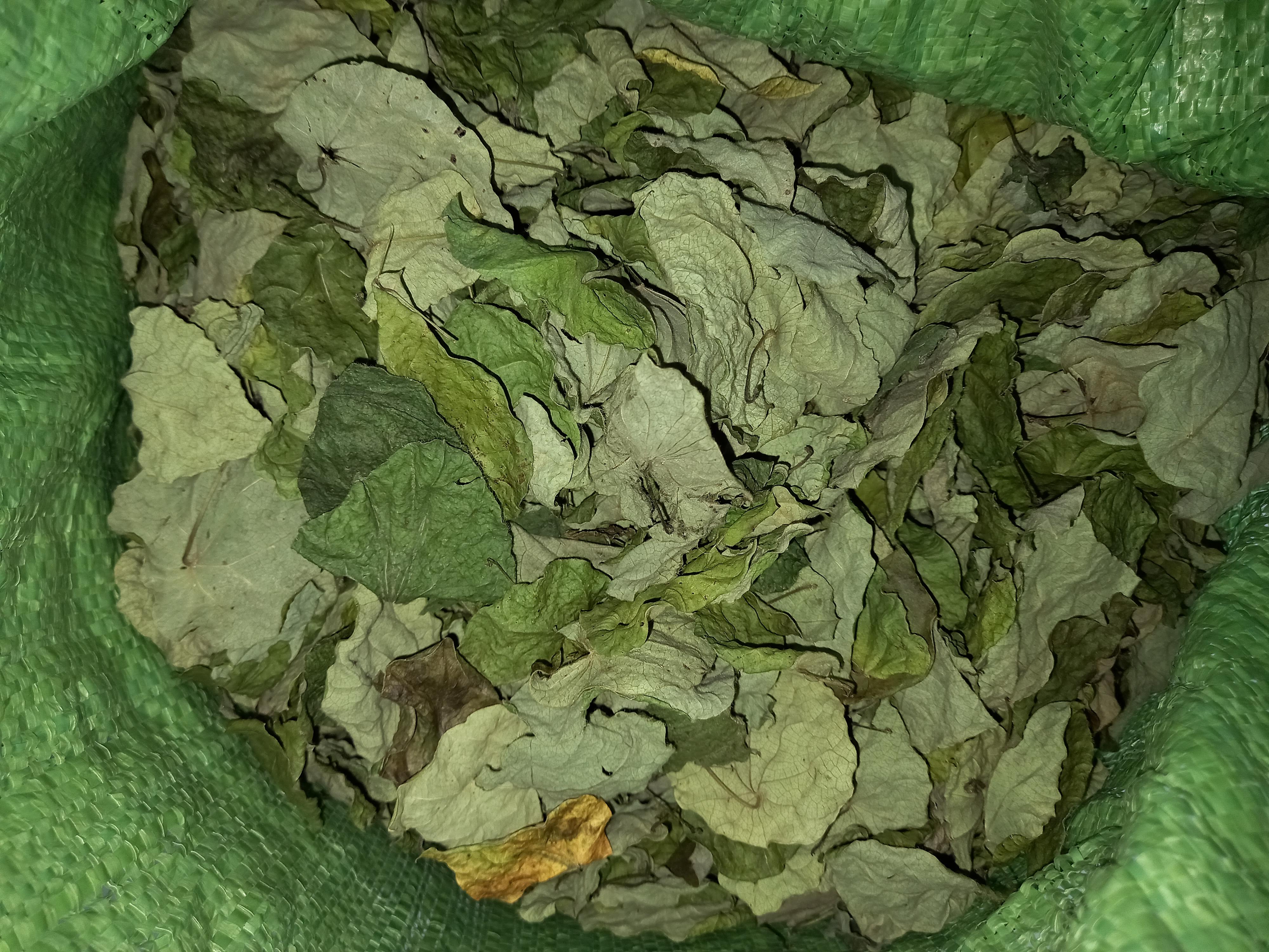 Lá sương sâm lông khô, 100g