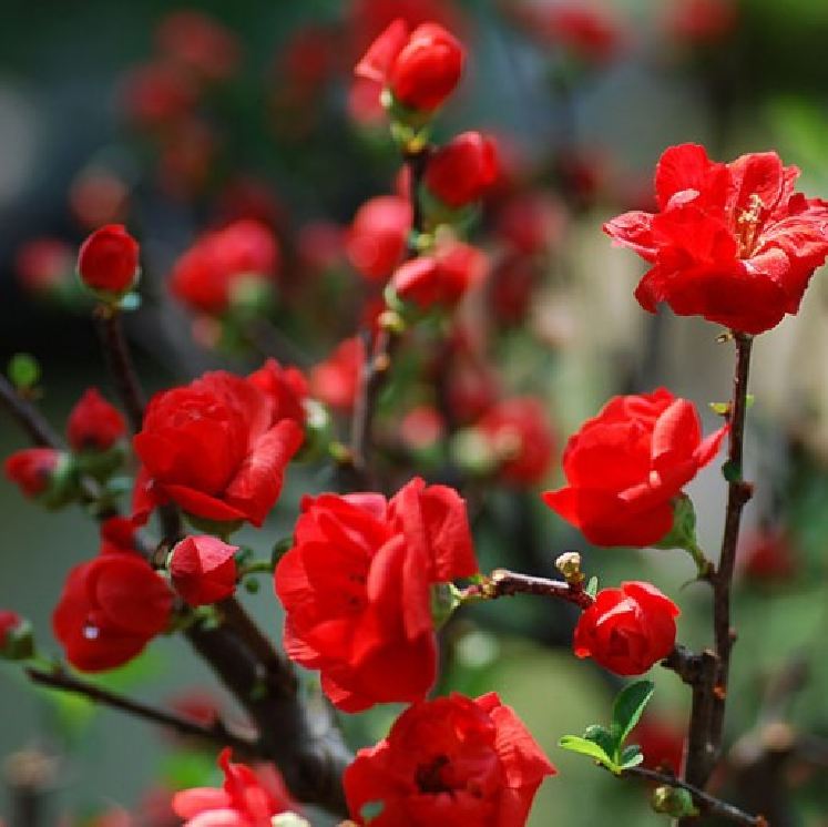 Hạt giống mai trung quốc hoa màu đỏ ( gói 5 hạt tặng gói kích thích hạt nảy mầm )