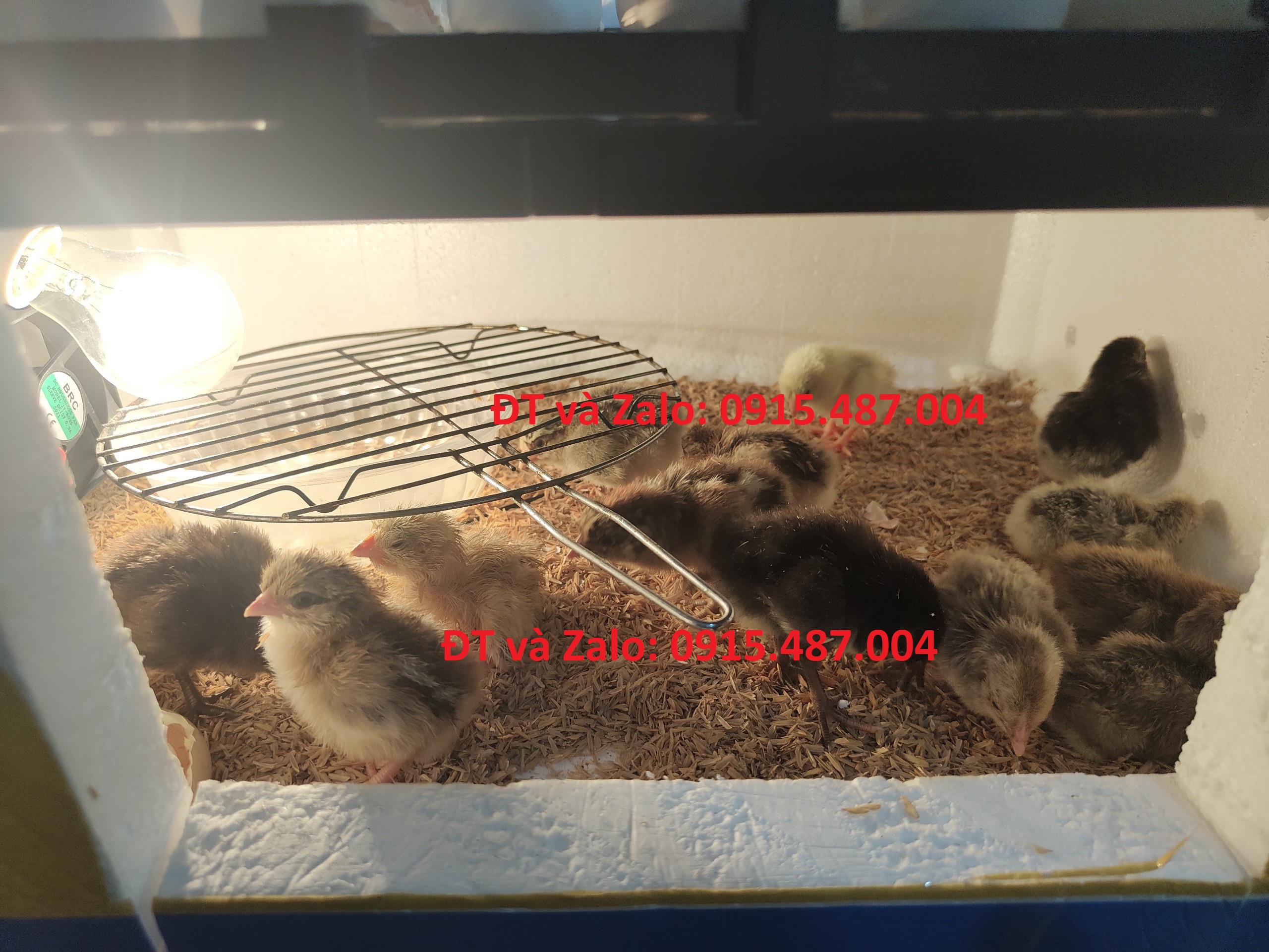 Khay đảo trứng gà vịt mới nhất