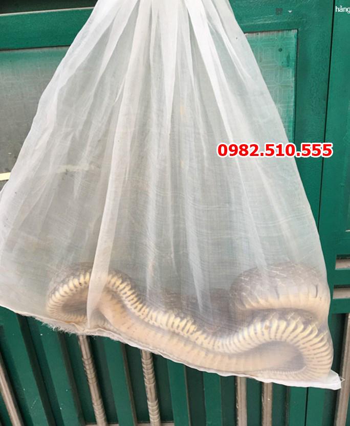 Túi đựng Rắn - Lưới phù du xịn