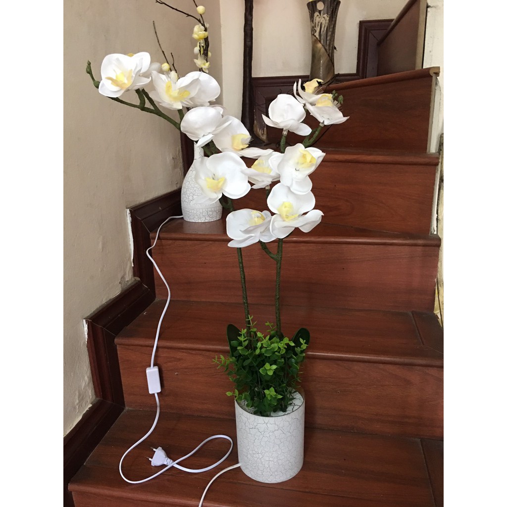 [HCM]Chậu Hoa Lan Hồ Điệp có đèn Led trang trí tếttrang trí tiệc cưới lễ hội quà tặng ý nghĩa sang trọng