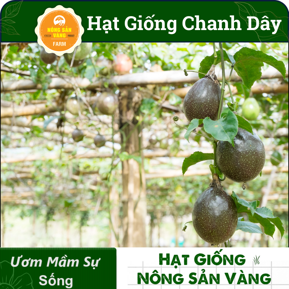 Hạt giống Chanh Dây, Loại Trái Cây Nhiệt Đới, Rất Giàu Dinh Dưỡng, Dễ Chế Biến Thành Nước Giải Khát (Gói 50 Hạt) - Nông Sản Vàng