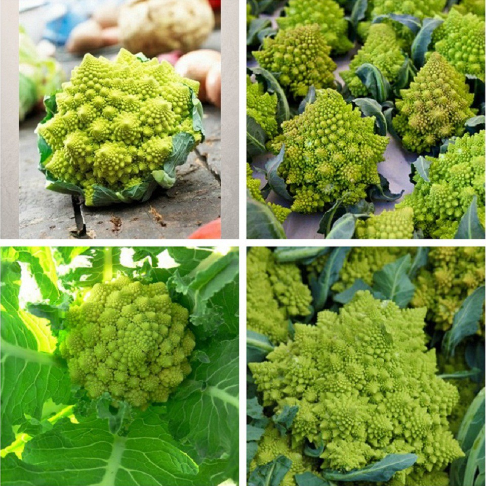 Hạt Giống Súp Lơ San Hô - gói 20 hạt