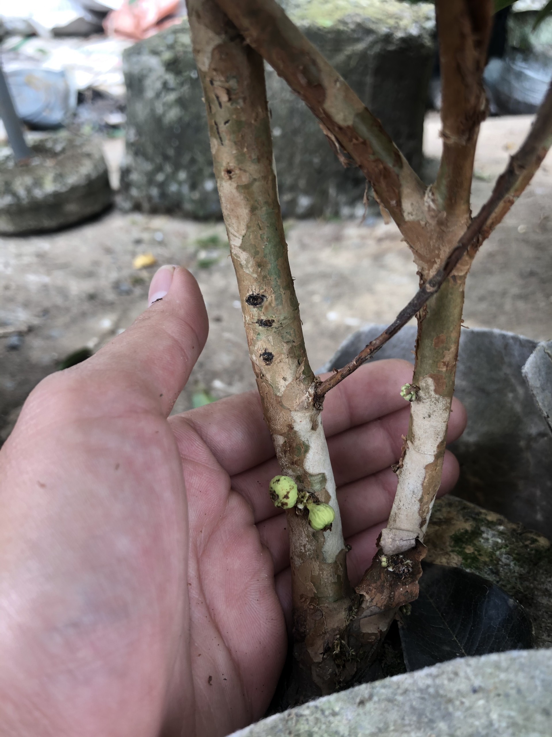 Cây giống Nho Thân Gỗ 12 Vụ