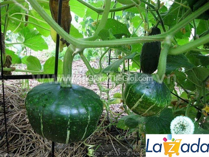 1Gr Hạt Giống Bí Đỏ Ngon Anh Quốc (A1.302| C38A*W44*M021)